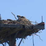 Falcon in her  perch